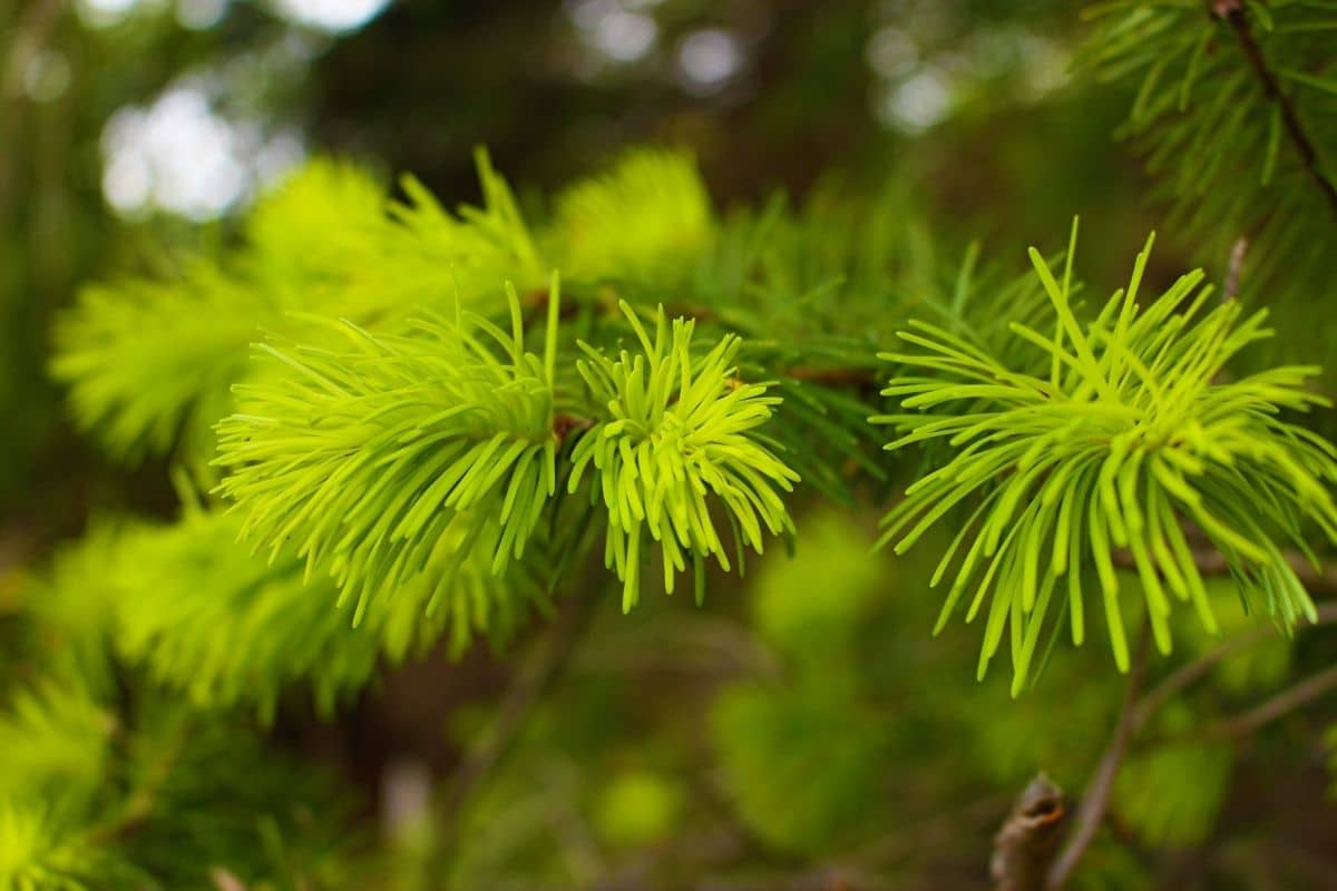 evergreen tree