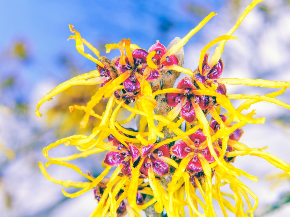 Witch Hazel: The Natural Skincare Hack You Need to Try - Cleo Madison