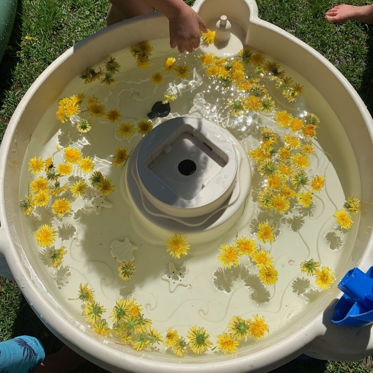 Dandelion Water Table
