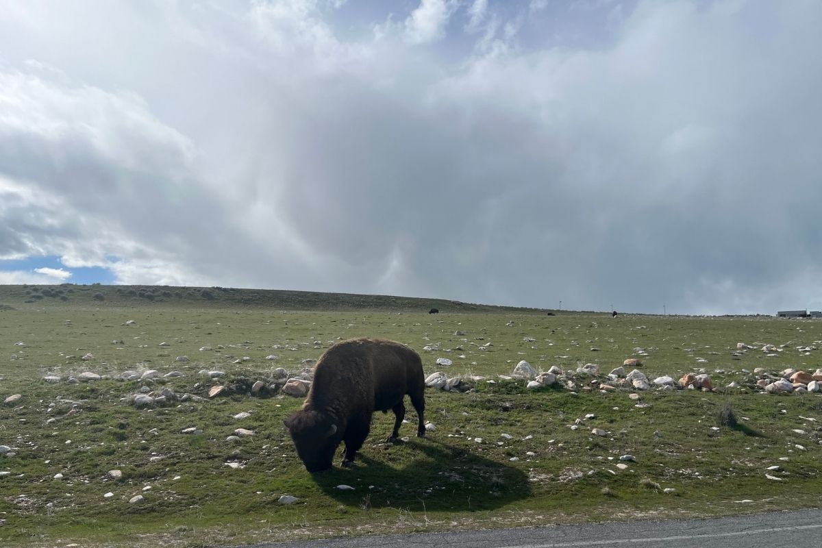 antelope island utah
