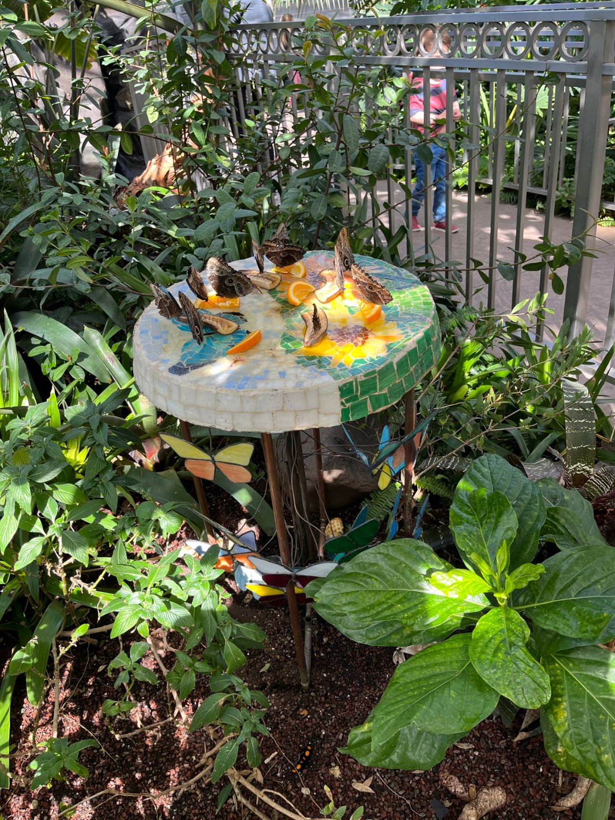 butterfly biosphere