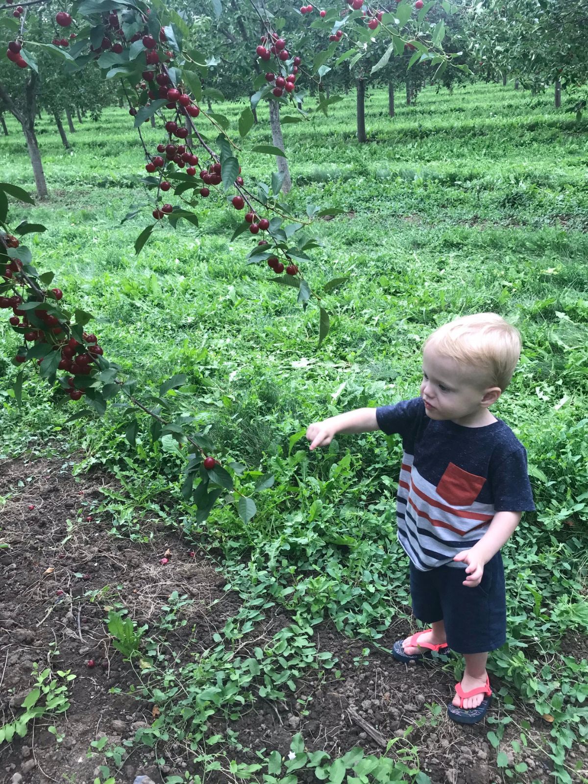 cherry hill harvest tour